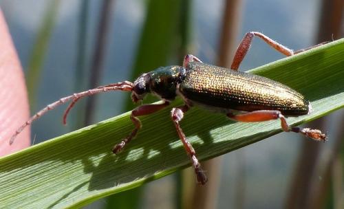 Donacia clavipes